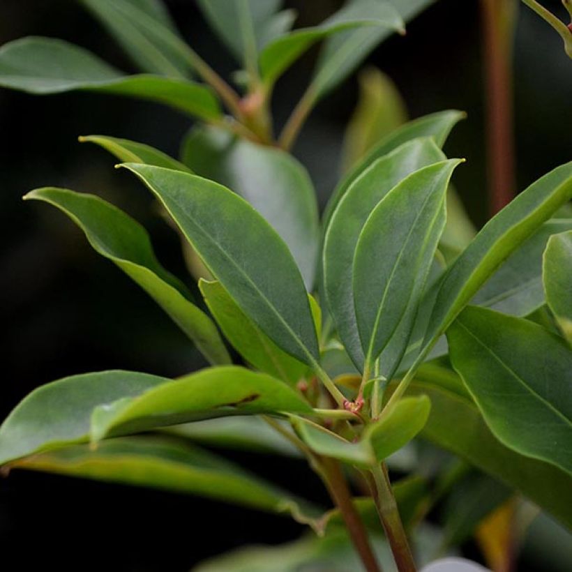 Kalmia latifolia Tad - Laurier des montagnes blanc et chocolat (Feuillage)