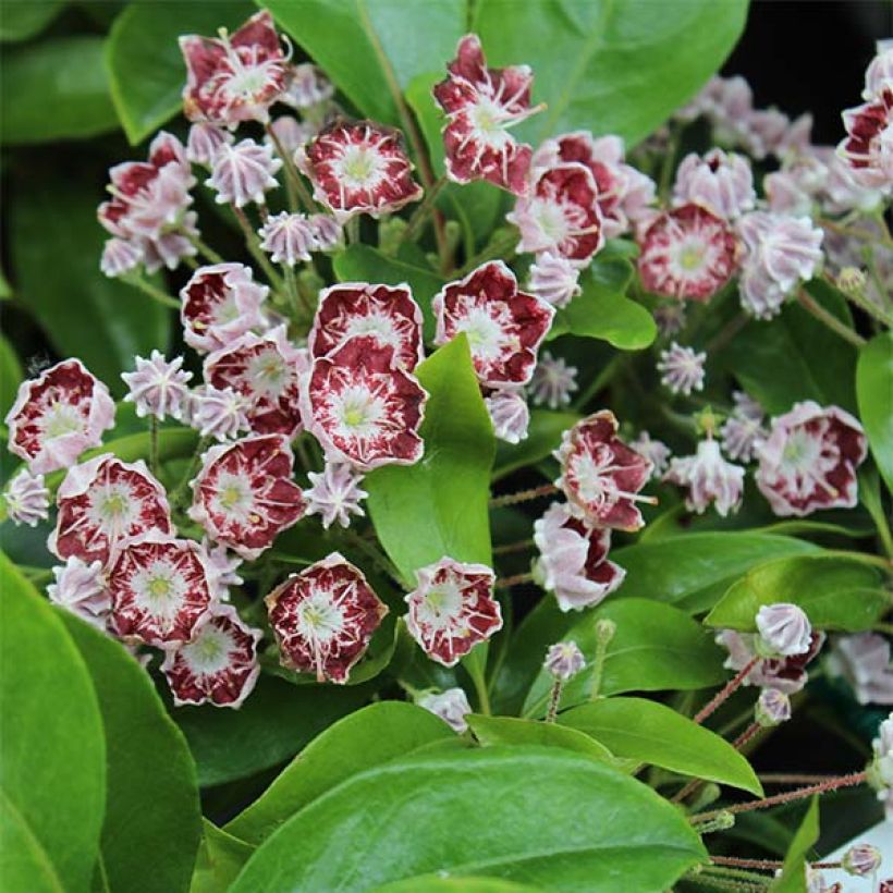 Kalmia latifolia Tad - Laurier des montagnes blanc et chocolat (Floraison)