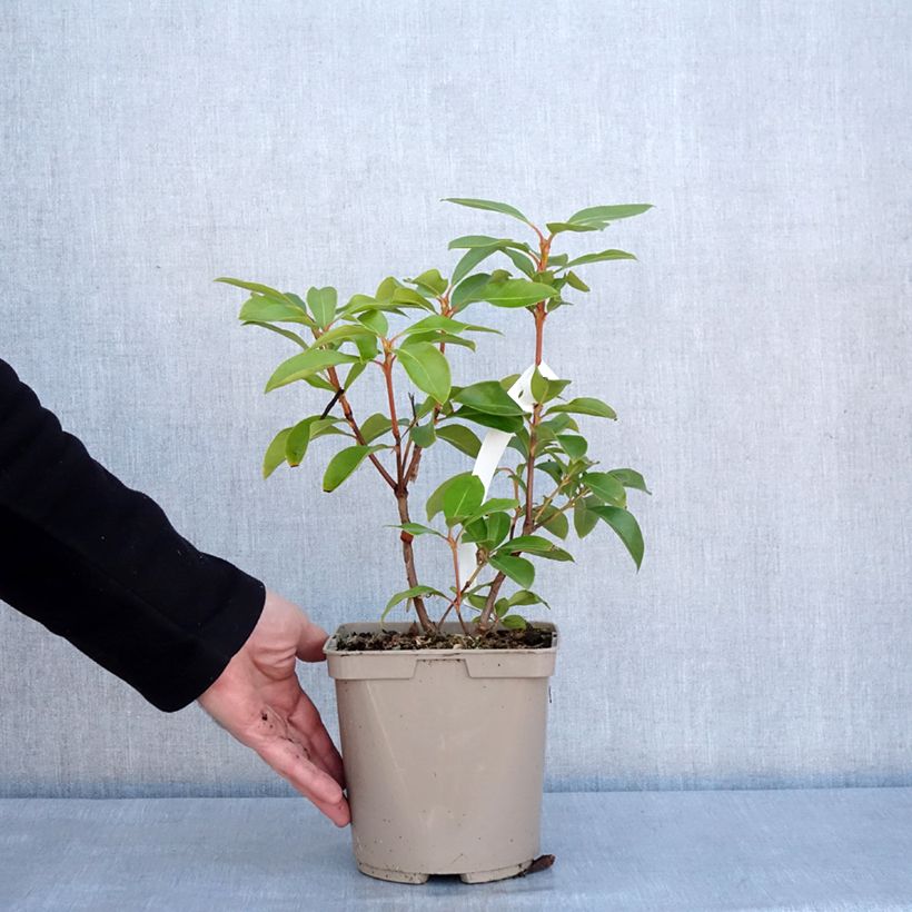 Spécimen de Kalmia latifolia Windmill - Laurier des montagnes Pot de 3L/4L tel que livré en hiver