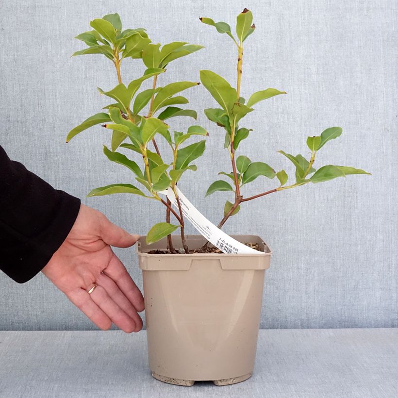 Spécimen de Kalmia latifolia Windmill - Laurier des montagnes - Pot de 3L/4L tel que livré au printemps