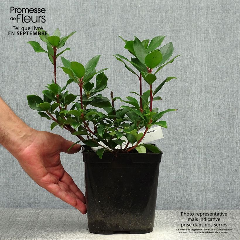 Spécimen de Kalmia latifolia Zébulon - Laurier des montagnes blanc nuancé de rose Pot de 3L/4L tel que livré en automne
