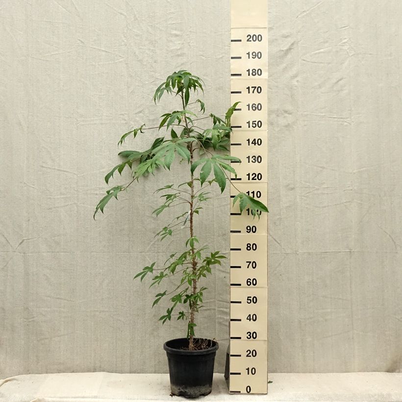 Spécimen de Kalopanax pictus Maximowiczii Pot de 12L/15L tel que livré en été