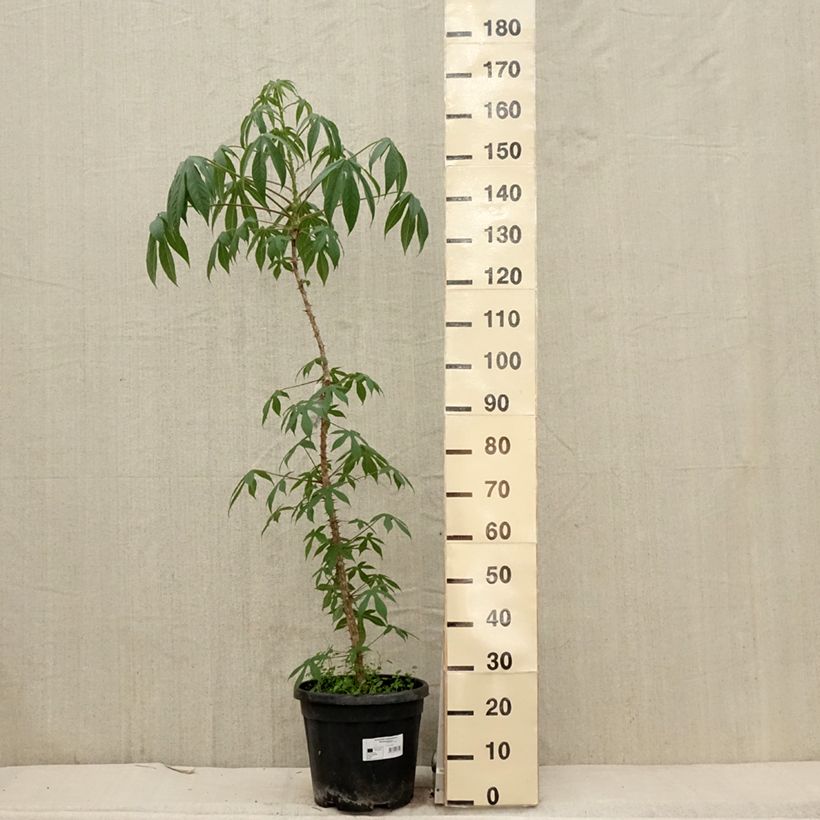 Spécimen de Kalopanax pictus Maximowiczii Pot de 12L/15LHauteur livrée env. 80/100cm tel que livré au printemps