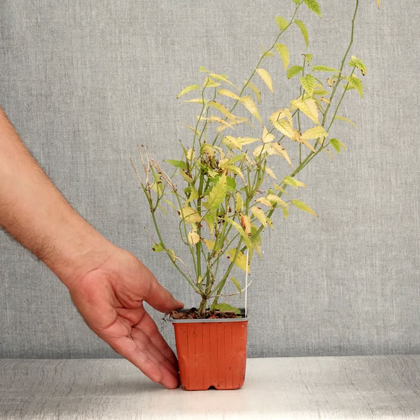 Spécimen de Kerria japonica - Corète du Japon Godet de 8/9 cm tel que livré en été
