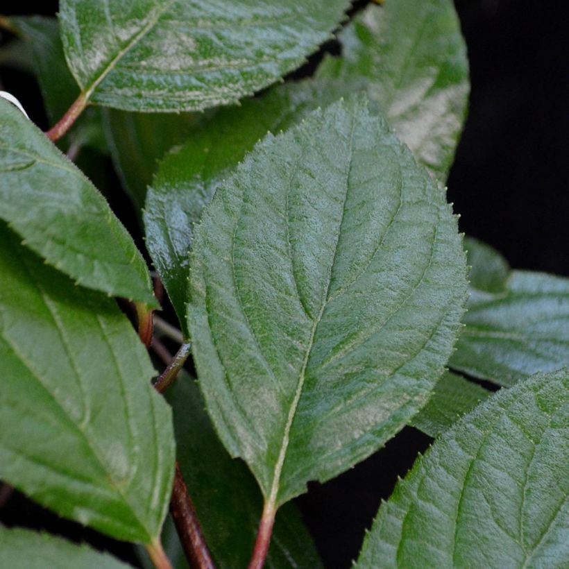 Kerria Japonica 'Pleniflora' (Feuillage)