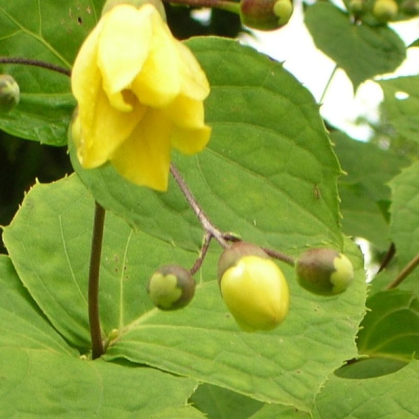 Kirengeshoma palmata (Floraison)