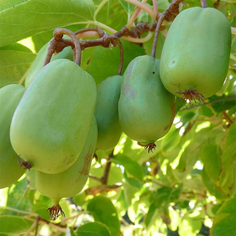 Kiwaï Ambrosia femelle (Actinidia arguta) (Récolte)