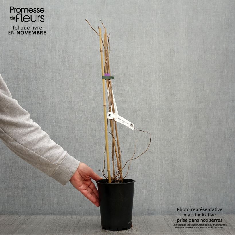 Spécimen de Kiwai femelle Fresh Jumbo - Actinidia arguta Pot de 2L/3L tel que livré en automne