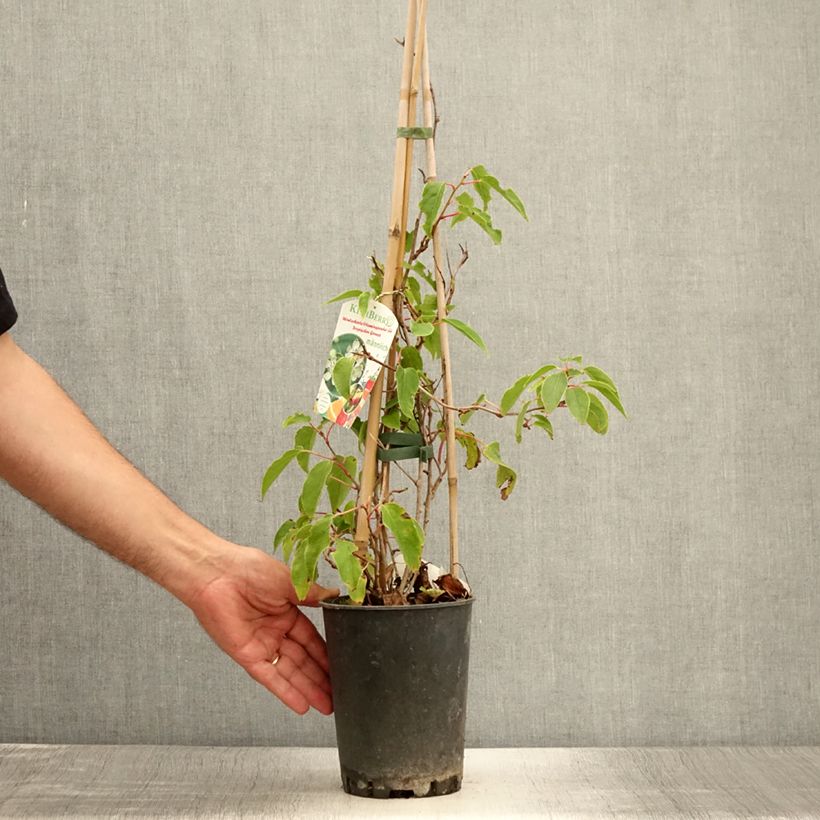Spécimen de Kiwai mâle Romeo - Actinidia arguta Pot de 2L/3L tel que livré en été