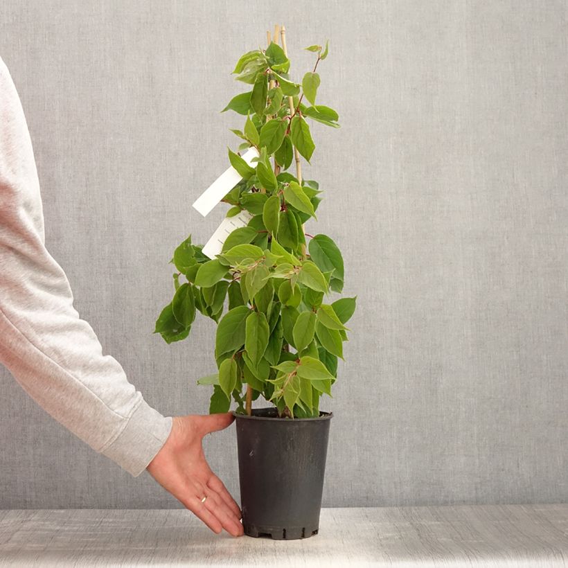 Spécimen de Kiwai mâle Romeo - Actinidia arguta - Pot de 2L/3L tel que livré au printemps