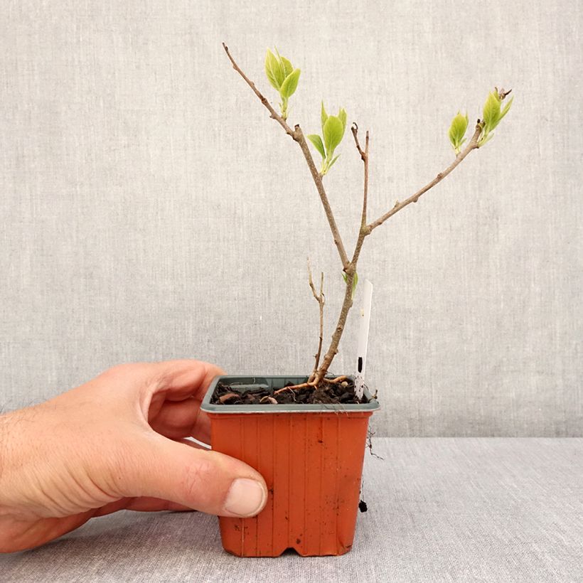 Spécimen de Kiwi arguta Ananasnaya (femelle) - Kiwaï Anna - Godet de 8/9 cm tel que livré au printemps