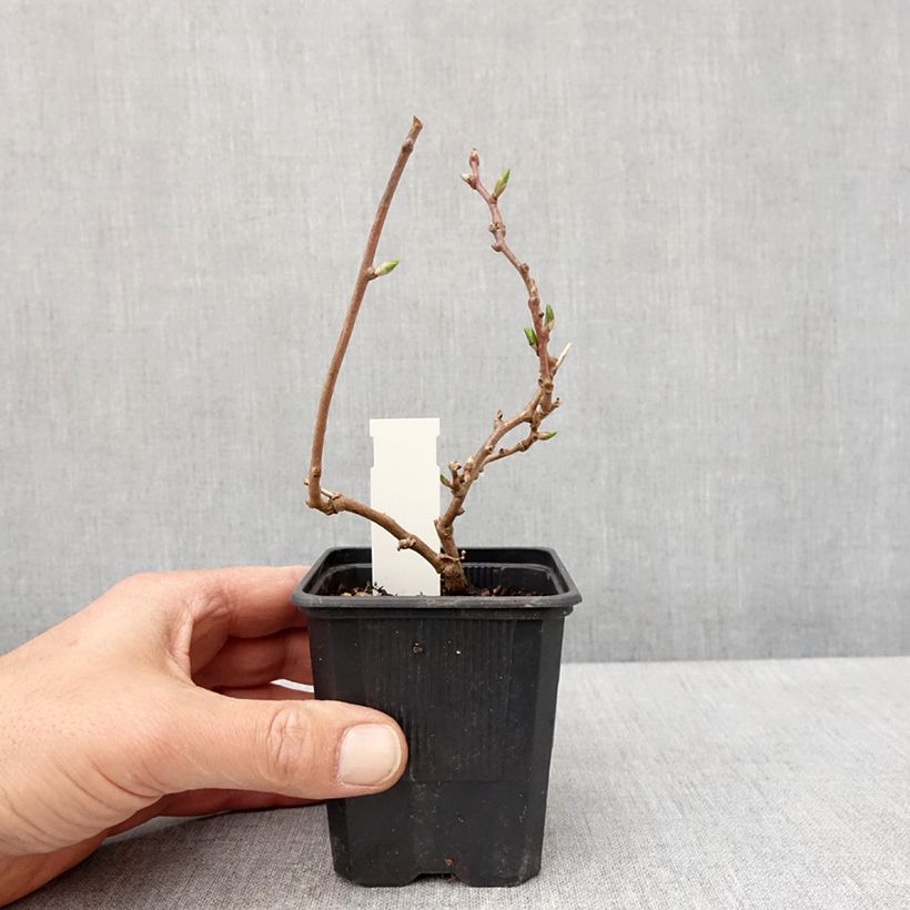 Spécimen de Kiwi arguta Domino (femelle) - Kiwai - Actinidia arguta Pot de 10 cm/11cm tel que livré au printemps