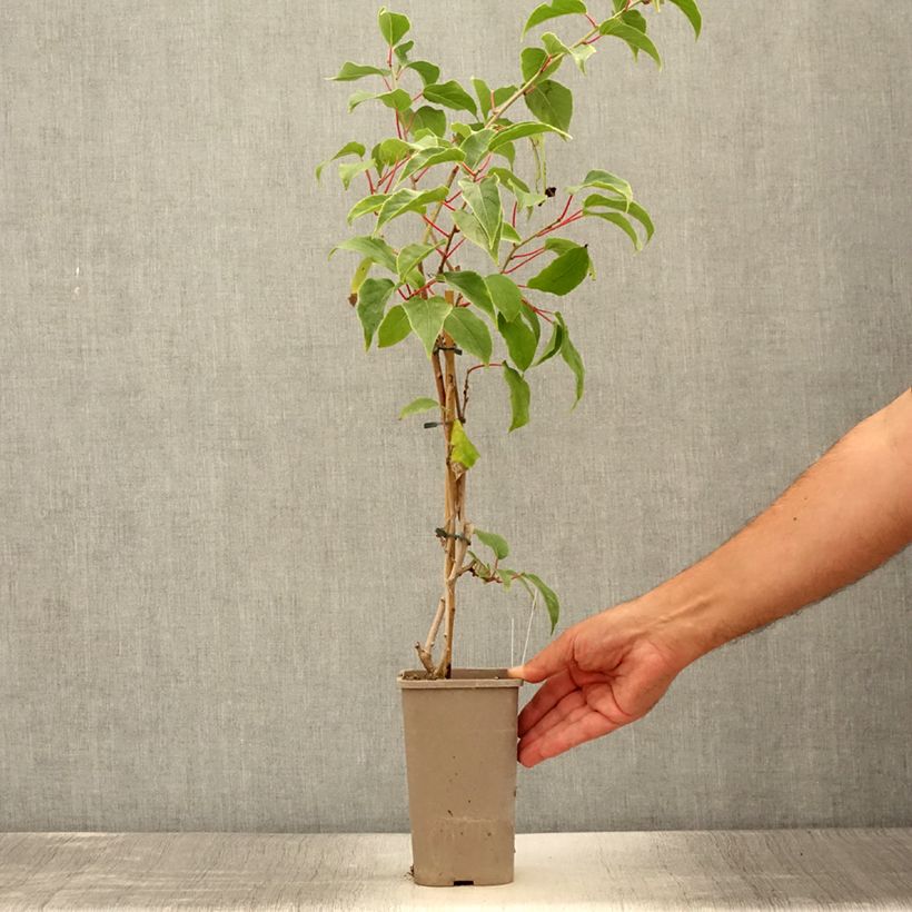 Spécimen de Kiwi arguta femelle Pink Jumbo - Actinidia arguta Pot de 1,5L/2L tel que livré en été