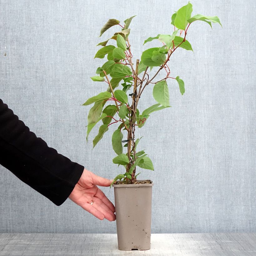 Spécimen de Kiwi arguta femelle Pink Jumbo - Actinidia arguta - Pot de 1,5L/2L tel que livré au printemps