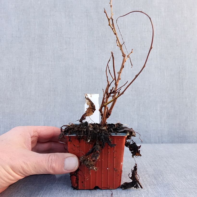 Spécimen de Kiwi arguta Geneva (femelle) - Kiwaï - Actinidia arguta Godet de 8/9 cm tel que livré en hiver