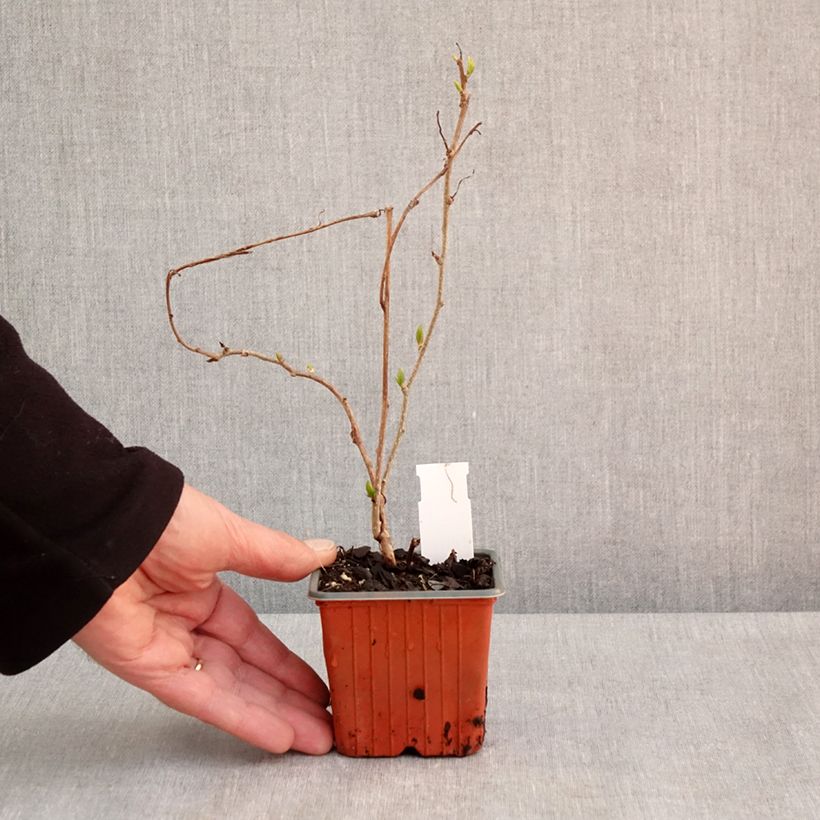 Spécimen de Kiwi arguta Geneva (femelle) - Kiwaï - Actinidia arguta - Godet de 8/9 cm tel que livré au printemps