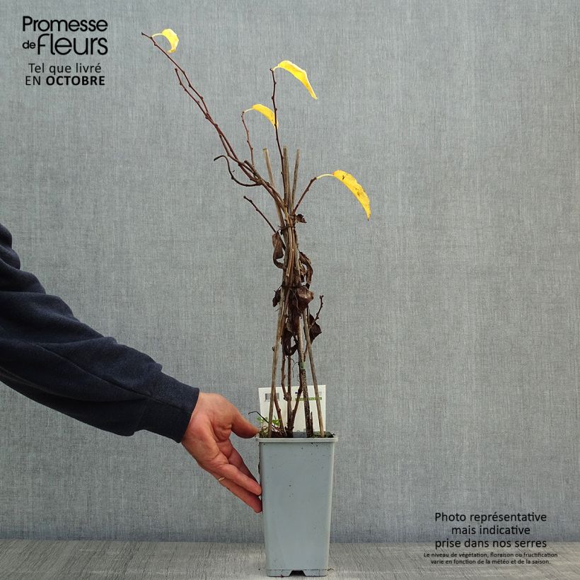 Spécimen de Kiwi arguta Issai (autofertile) - Kiwaï - Actinidia arguta Pot de 1,5L/2L tel que livré en automne