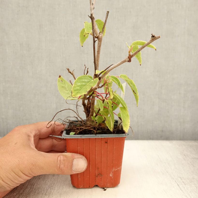Spécimen de Kiwi arguta Ken's Red (femelle) - Kiwai - Actinidia arguta Godet de 8/9 cm tel que livré en été