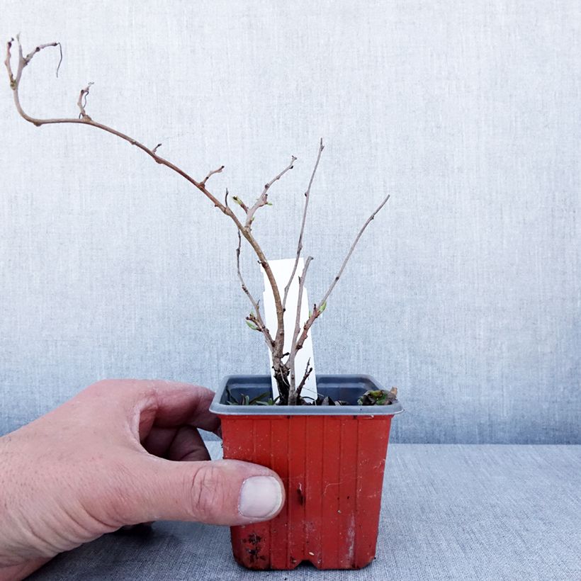 Spécimen de Kiwi arguta Ken's Red (femelle) - Kiwai - Actinidia arguta en godet de 9cm tel que livré au printemps