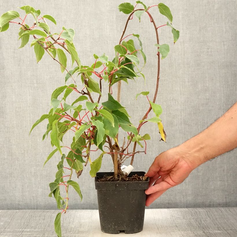 Spécimen de Kiwi arguta Ken's Red (femelle) - Kiwai - Actinidia arguta Pot de 1,5L/2L tel que livré en été