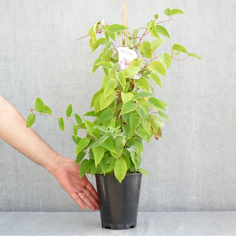 Spécimen de Kiwi arguta Mariered (femelle) - Kiwaï - Actinidia arguta Pot de 2L/3L tel que livré en été