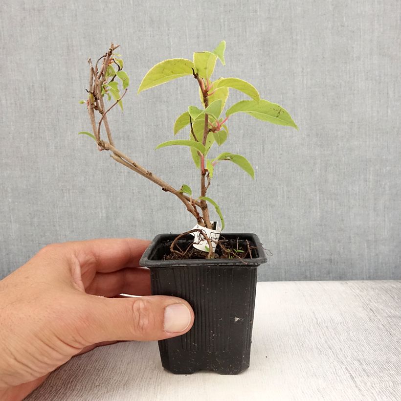 Spécimen de Kiwi arguta Purpurea (femelle) - Kiwaï Godet de 8/9 cm tel que livré en été