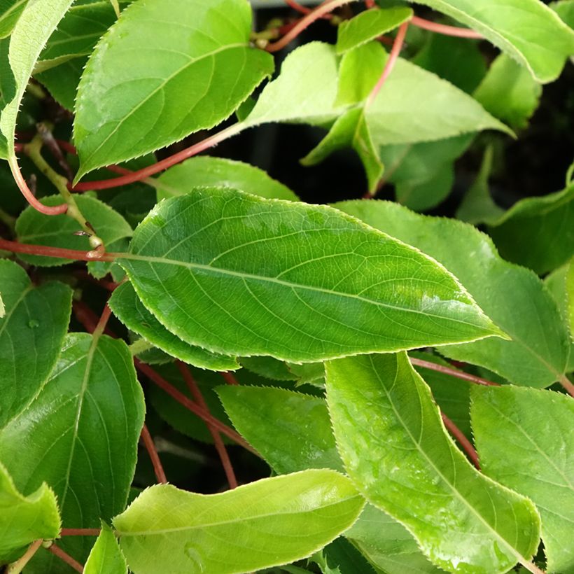 Kiwi arguta Purpurea (femelle) - Kiwaï (Feuillage)