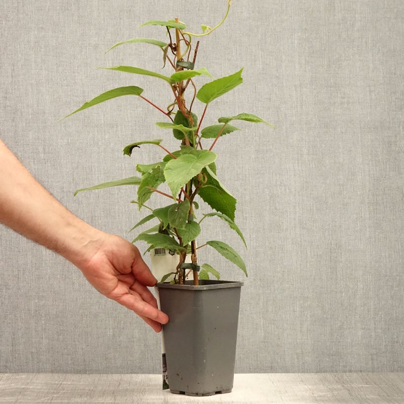 Spécimen de Kiwi arguta Purpurea (femelle) - Kiwaï Pot de 2L/3L tel que livré en été