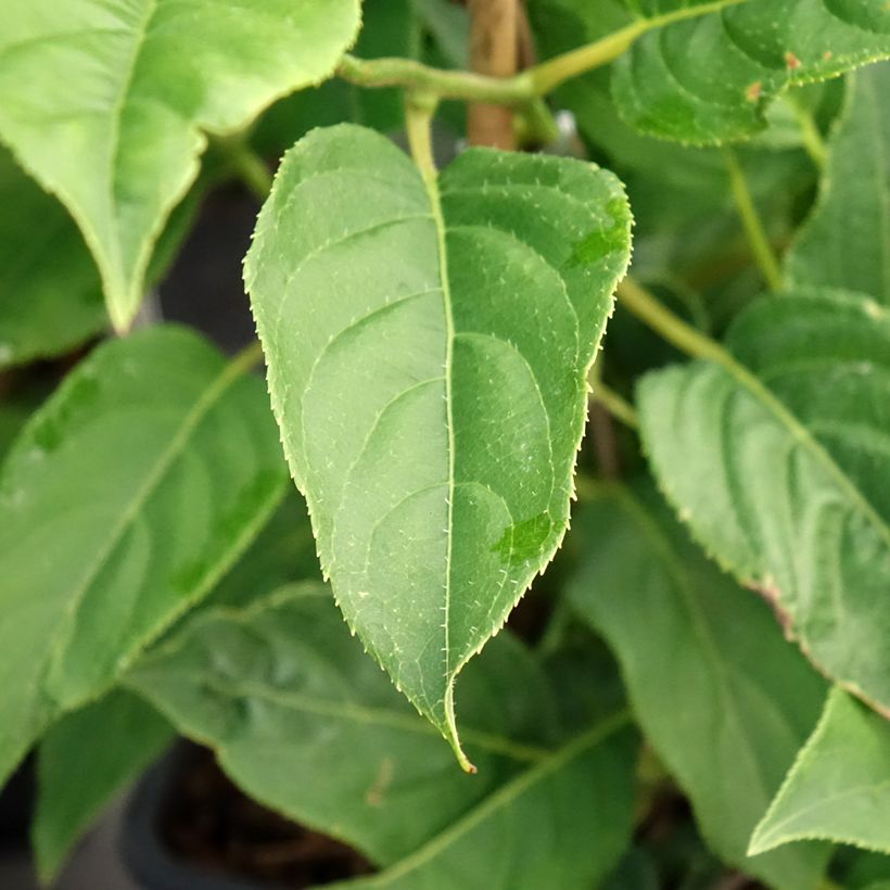 Kiwi arguta Super Issai (autofertile) - Kiwaï - Actinidia arguta (Feuillage)