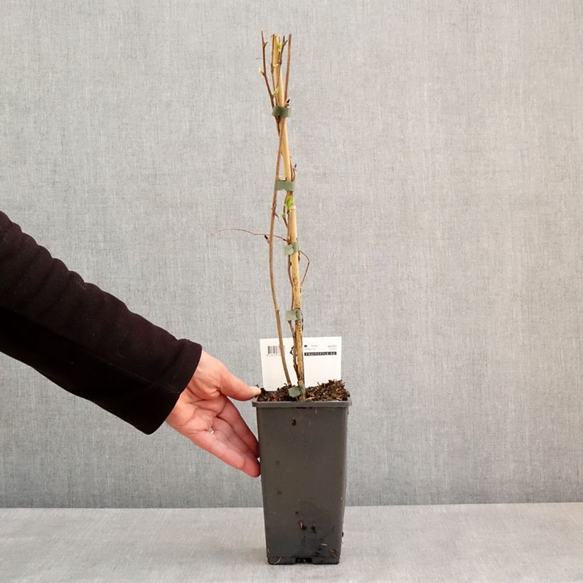 Spécimen de Kiwi arguta Super Issai (autofertile) - Kiwaï - Actinidia arguta - Pot de 1,5L/2L tel que livré au printemps