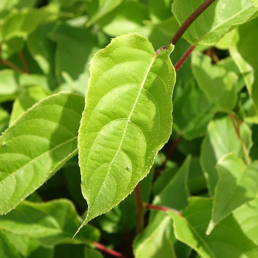 Kiwi arguta Weikii (mâle) - Kiwaï - Actinidia arguta (Feuillage)