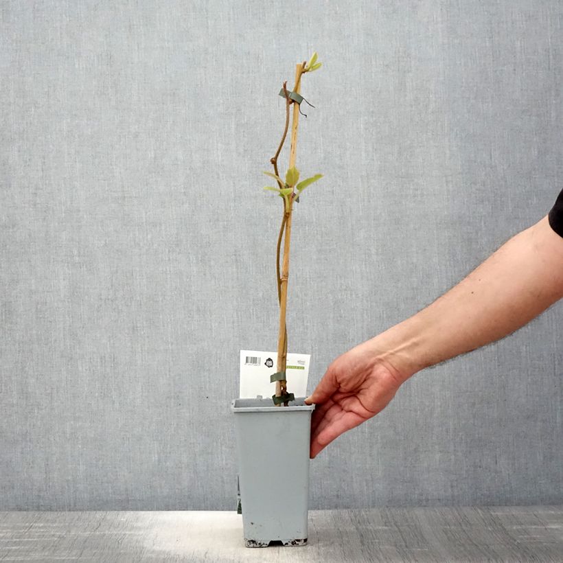 Spécimen de Kiwi autofertile Boskoop - Actinidia deliciosa Pot de 1.5L/2L tel que livré au printemps