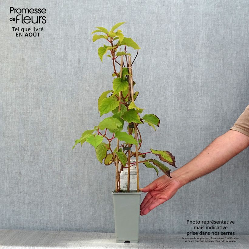 Spécimen de Kiwi autofertile Boskoop - Actinidia deliciosa Pot de 1,5L/2L tel que livré en été