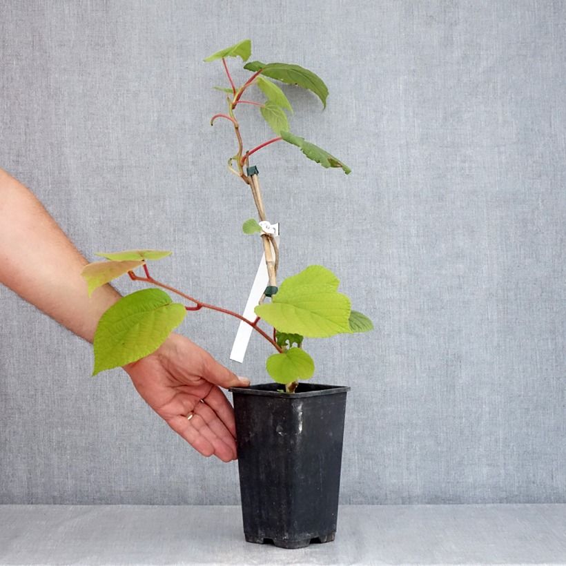 Spécimen de Kiwi autofertile Herma - Actinidia chinensis Pot de 1,5L/2L tel que livré en été