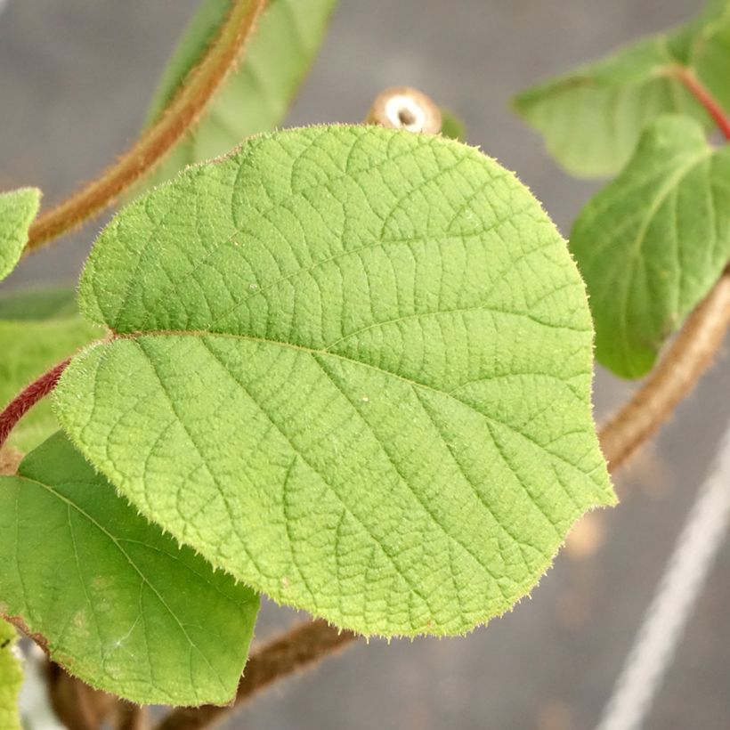Kiwi autofertile Herma - Actinidia chinensis (Feuillage)