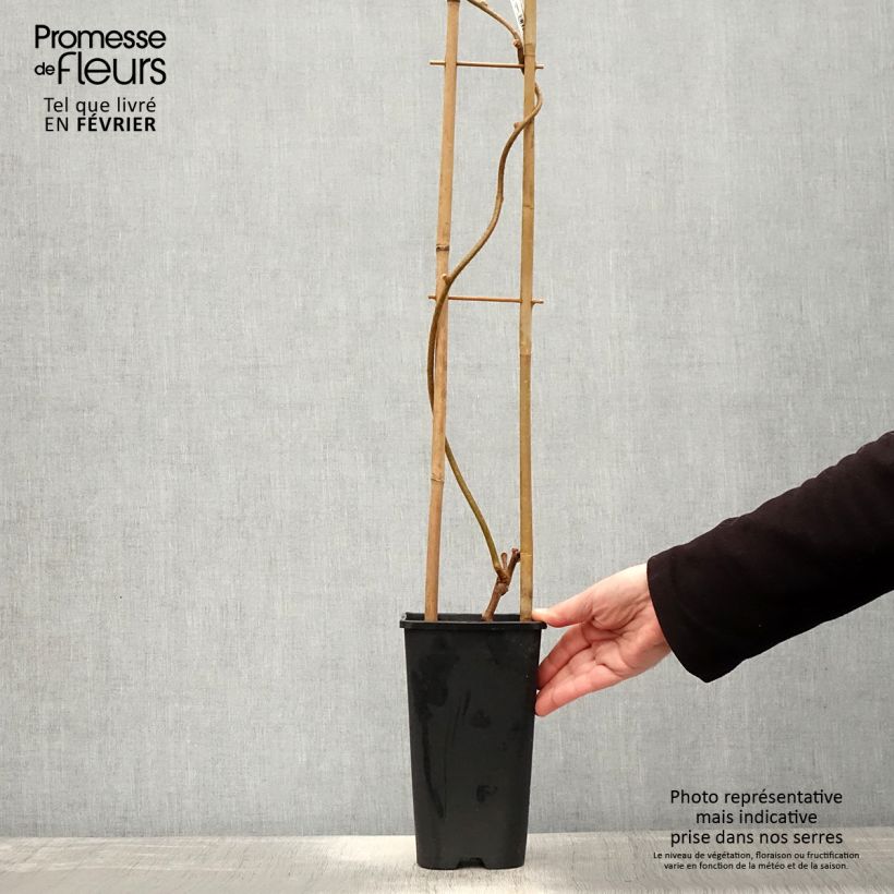 Spécimen de Kiwi autofertile Herma - Actinidia chinensis Pot de 3L/4L tel que livré en hiver
