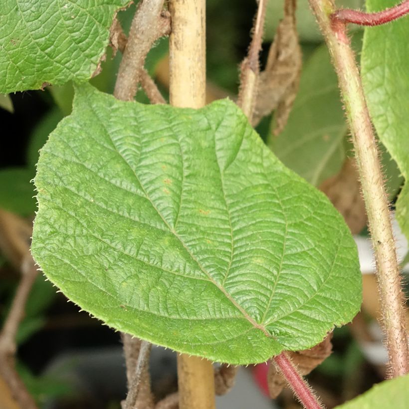 Kiwi deliciosa Montcap (Feuillage)