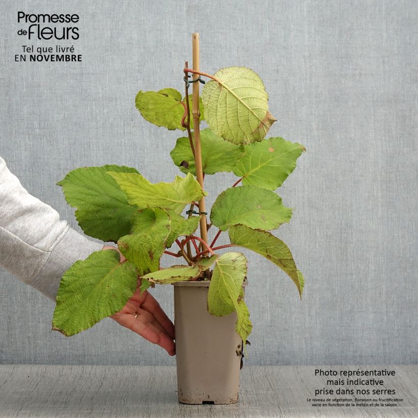 Spécimen de Kiwi Petite Homme (femelle) - Actinidia deliciosa Pot de 2L/3L tel que livré en automne