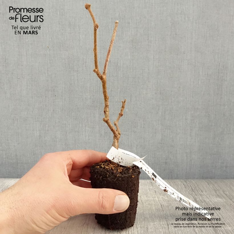 Spécimen de Kiwi femelle - Actinidia chinensis Bruno en godet de 9cm tel que livré au printemps