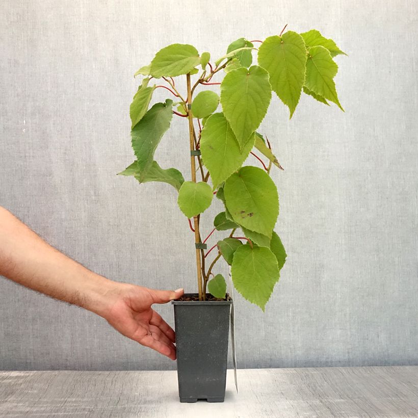 Spécimen de Kiwi femelle - Actinidia chinensis Bruno Pot de 1,5L/2L tel que livré en été
