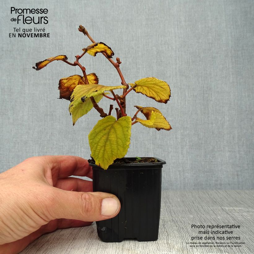 Spécimen de Kiwi femelle - Actinidia deliciosa Monty Godet de 8/9 cm tel que livré en automne