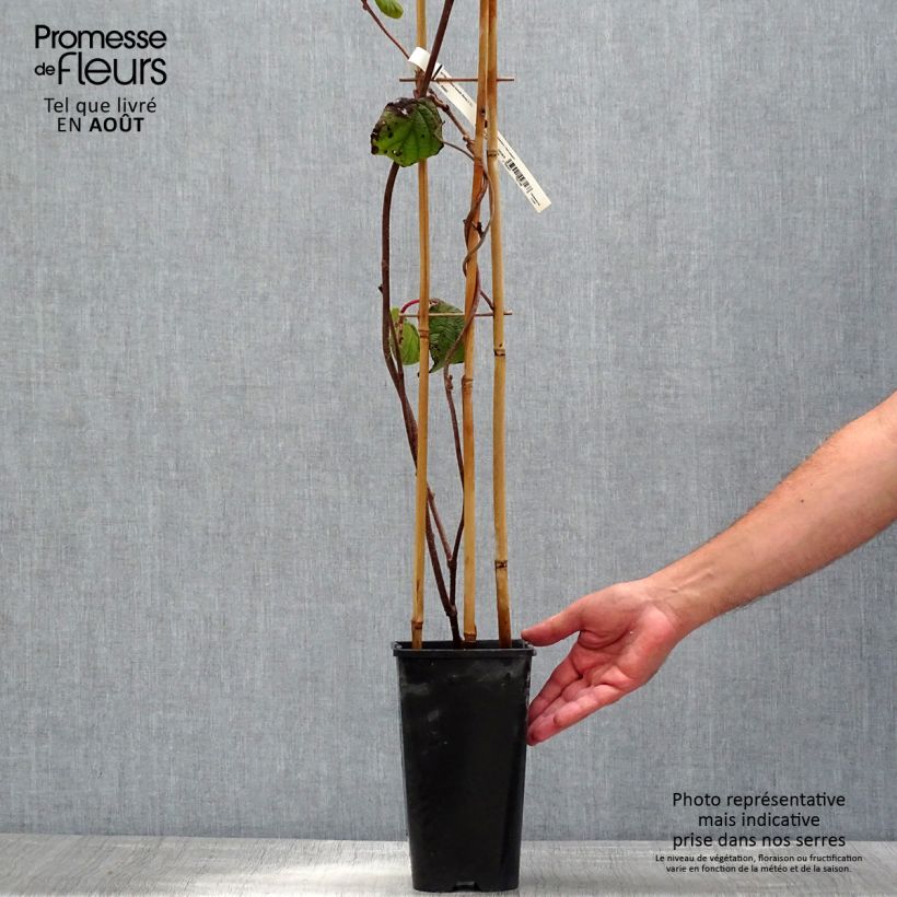 Example of Kiwi femelle - Actinidia deliciosa Monty as you get in ete