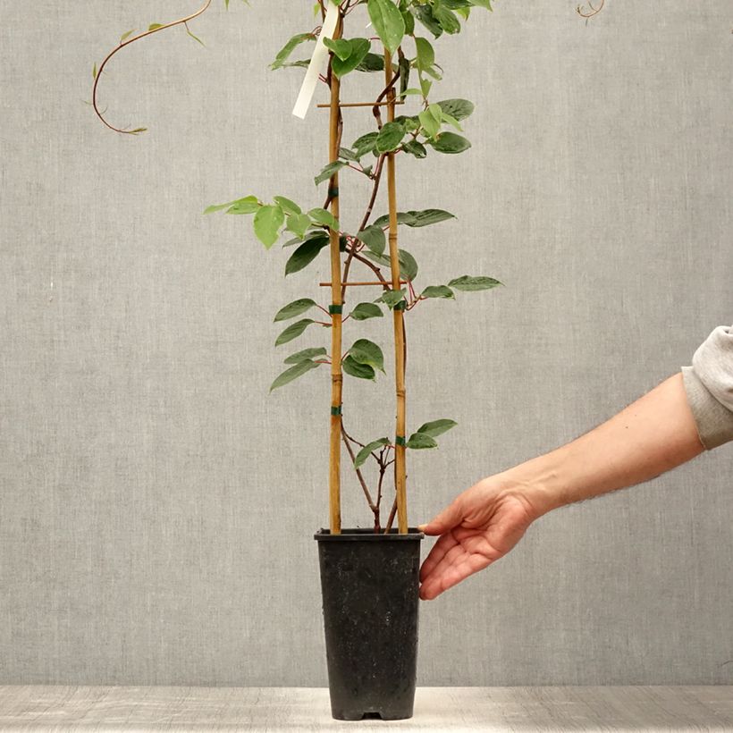 Spécimen de Kiwi Hayward (femelle) - Actinidia deliciosa Pot de 1,5L/2L tel que livré en été