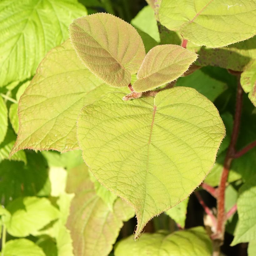 Kiwi Hayward (femelle) Bio (Feuillage)