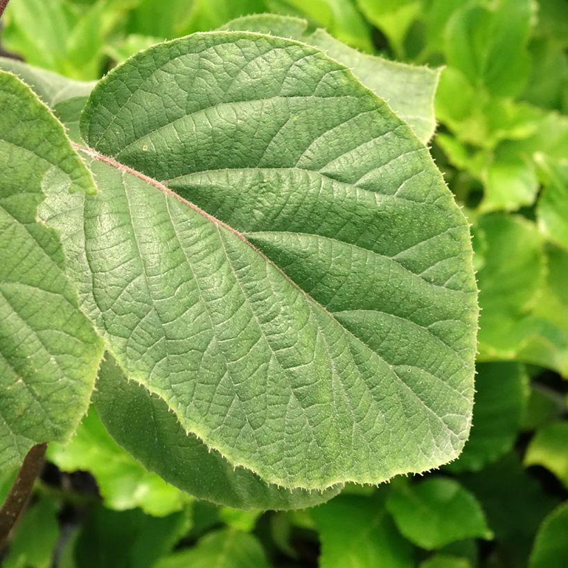 Kiwi jaune femelle - Actinidia deliciosa Kiwi Gold (Feuillage)