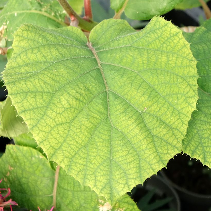 Kiwi jaune kiw'Happy mâle - Actinidia deliciosa (Feuillage)
