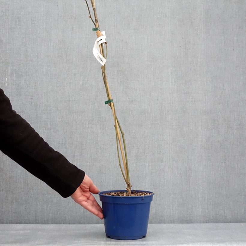 Spécimen de Kiwi jaune kiw'Happy mâle - Actinidia deliciosa Pot de 3L/4L tel que livré en hiver