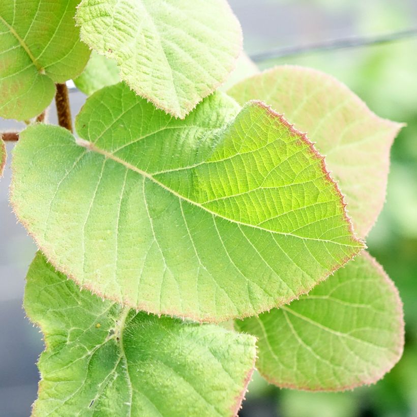 Kiwi jaune Minkimale mâle - Actinidia chinensis (Feuillage)