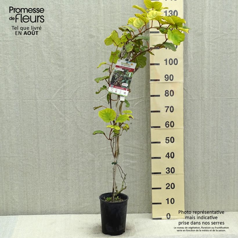 Spécimen de Kiwi Solissimo (autofertile) - Actinidia deliciosa Pot de 4L/5L, palissé tel que livré en été