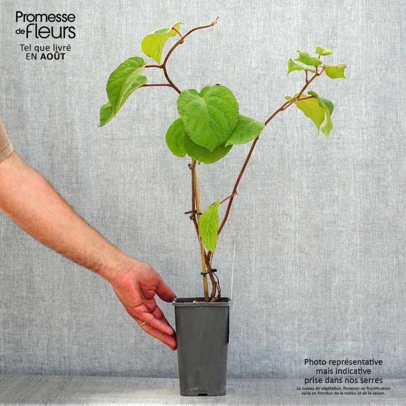 Spécimen de Kiwi Solissimo Bio - Actinidia deliciosa Pot de 1,5L/2L tel que livré en été
